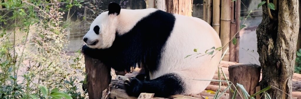 Base de recherche du panda géant de Chengdu